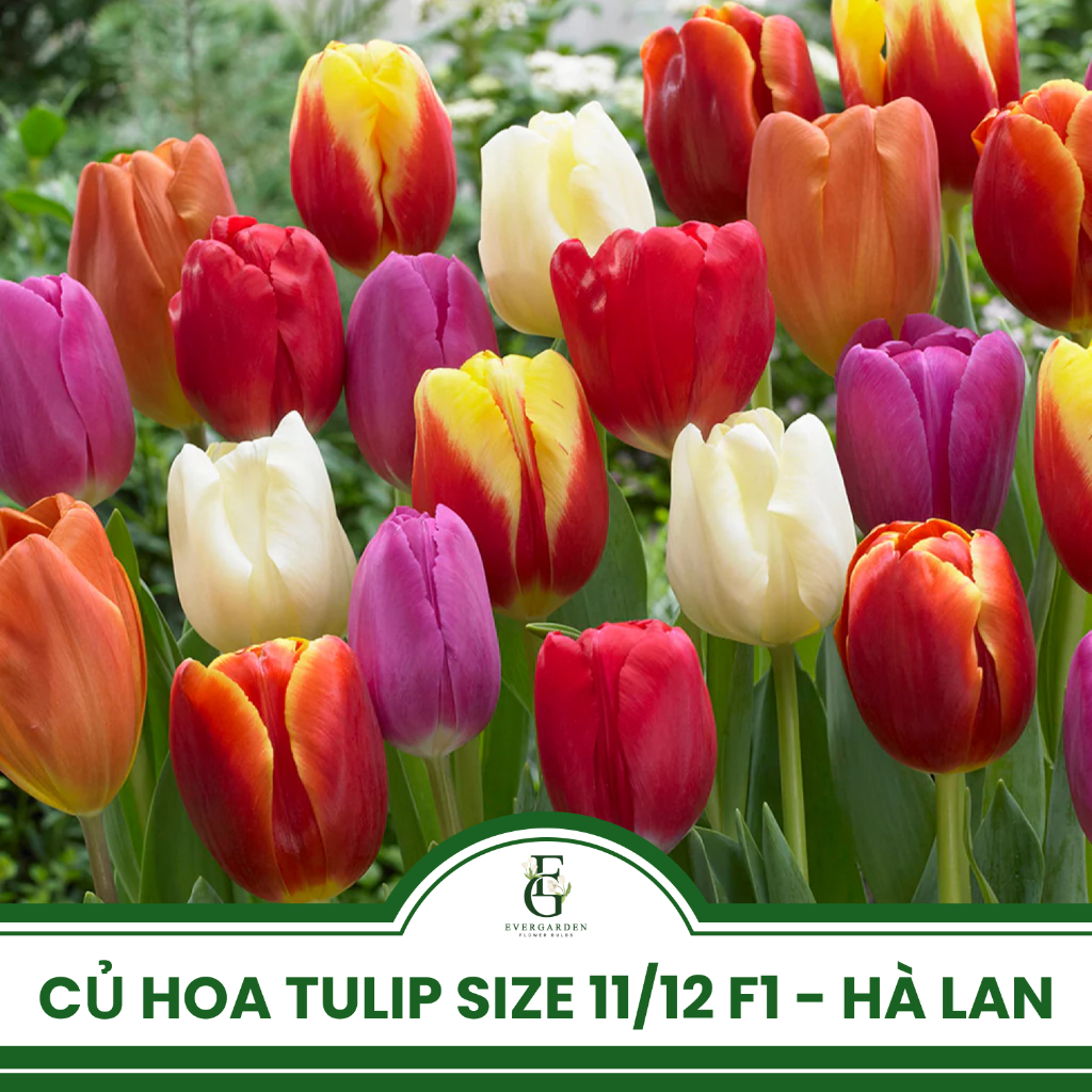 Củ hoa Tulip Hà Lan giống F1 Hà Lan - Bảng màu 1 - Size 11/12 - Hoa mini, decor Tết - Kèm ngừa nấm