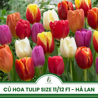  Củ hoa Tulip Hà Lan giống F1 Hà Lan - Bảng màu 1 - Size 11 12 - Hoa mini decor Tết - Kèm ngừa nấm 