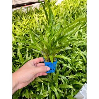 Dương xỉ Java - Cây thuỷ sinh (cốc)