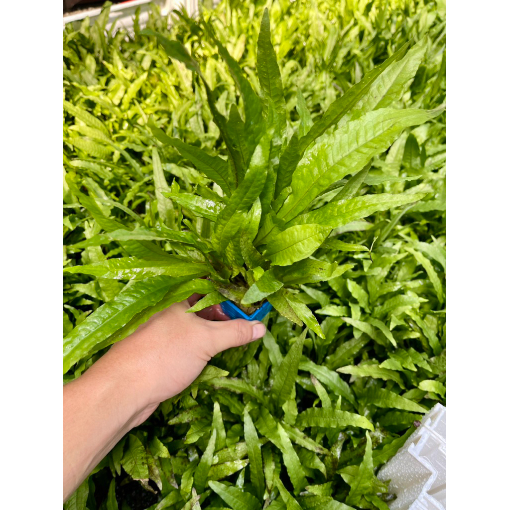 Dương xỉ Java - Cây thuỷ sinh (cốc)