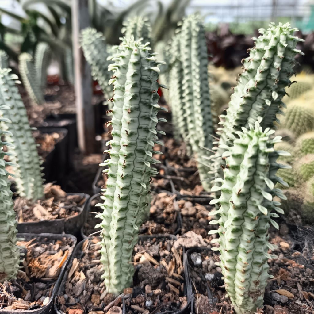Xương Rồng Euphorbia Lem Sữa