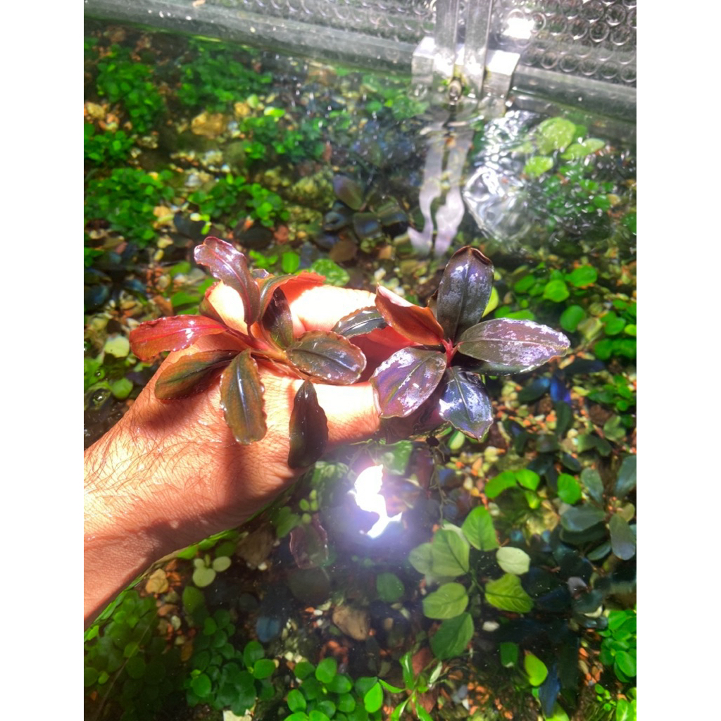 Bucep Neo lá nhăn và Black Rock Helena