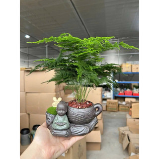Chậu Cây Kim Thuỷ Tùng Bonsai , (Gồm cây + Chậu tặng đá trắng )