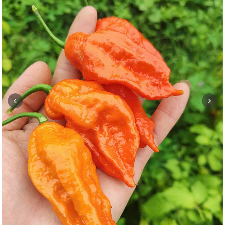 Ớt trung đoàn hạt giống, ghost seed, ghost pepper Trung Doan