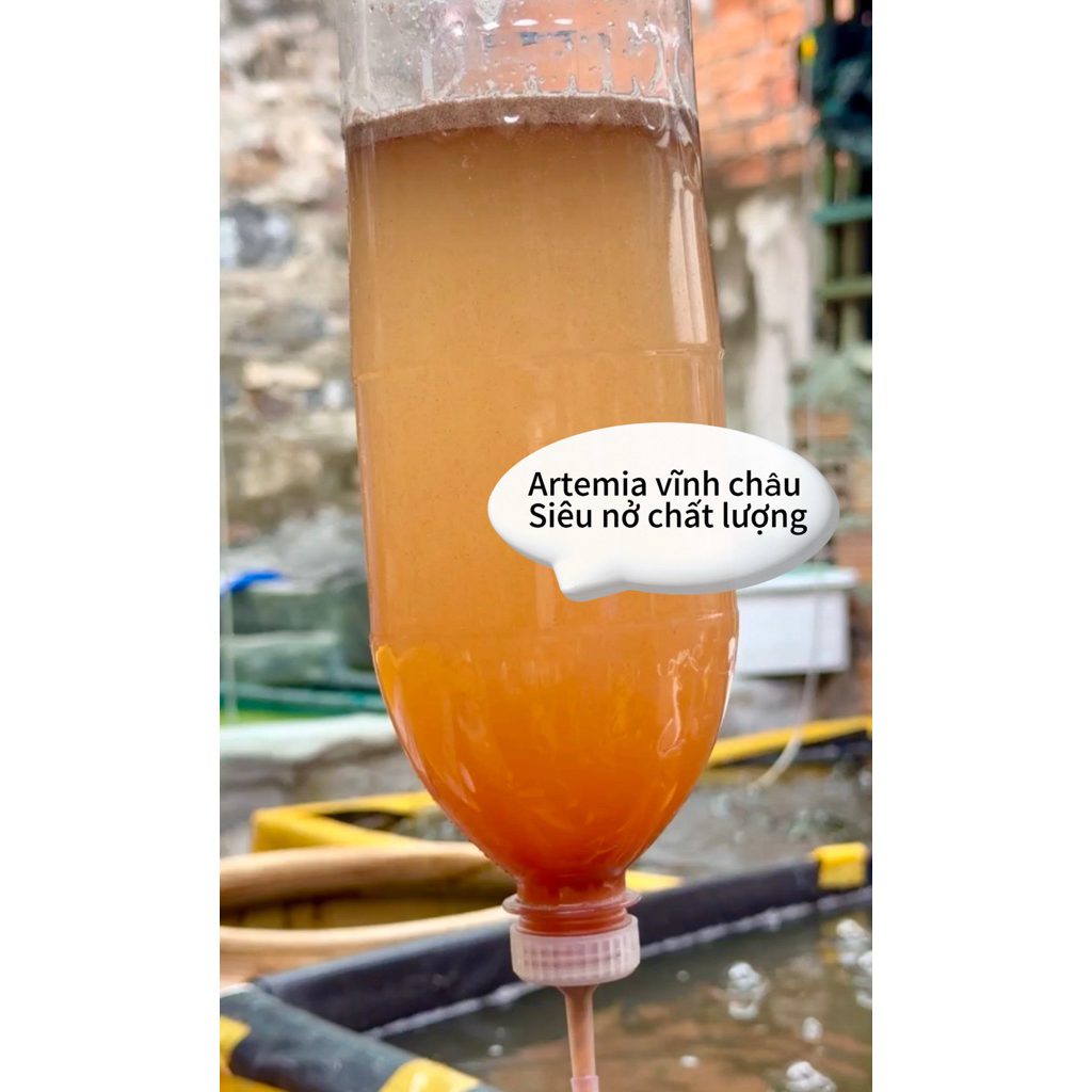 Cám Artemia Lon Vĩnh Châu [ Loại 1 ] là loại thức án cho cá con và cá bột mới nở