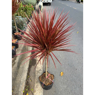 cây hoàn kiếm(huyết kiếm)