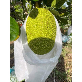100 TÚI BỌC MÍT LƯỚI MÙNG