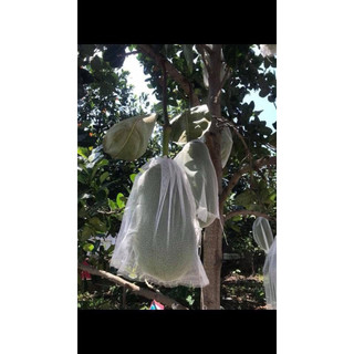 100 TÚI BỌC MÍT LƯỚI MÙNG