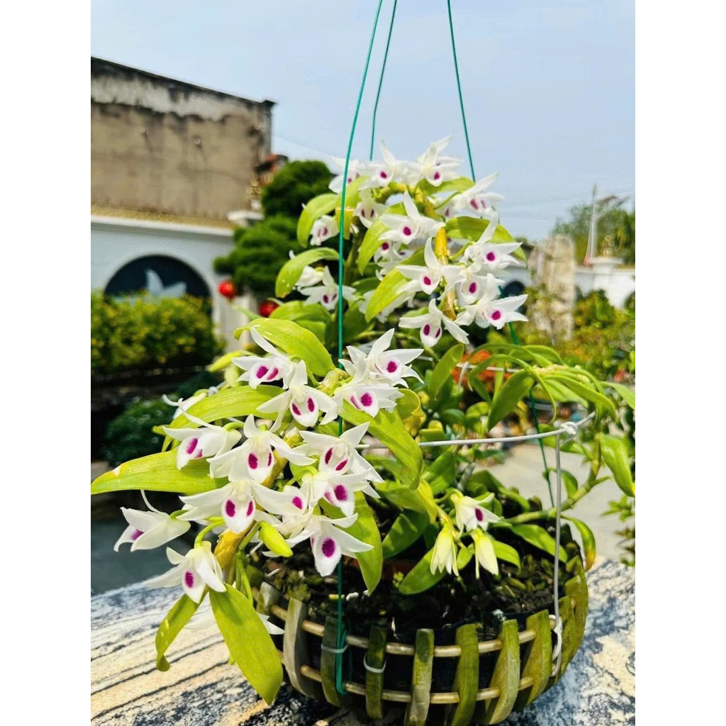 DÃ HẠC 5CT Bạch Tuyết Nhân Ki Tại Vườn