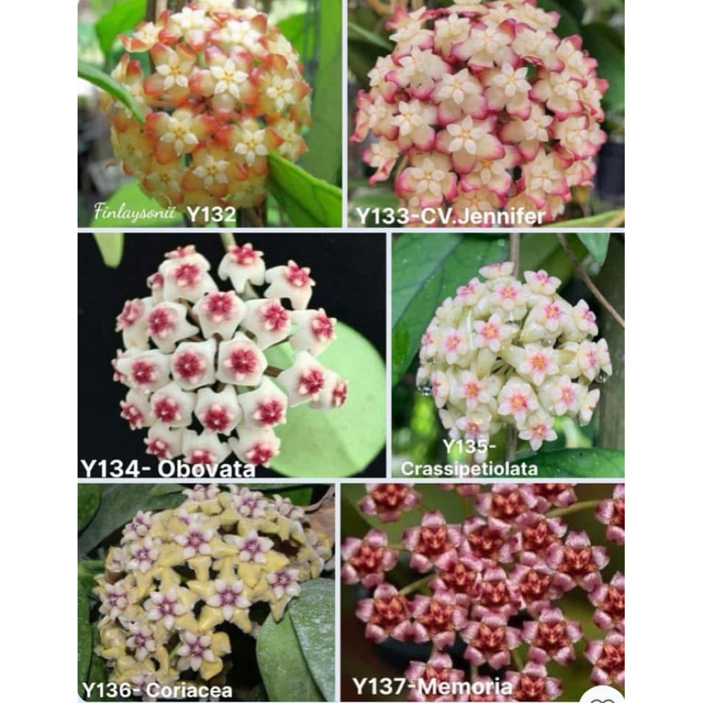 Cây hoa lan cẩm cù mix 10
