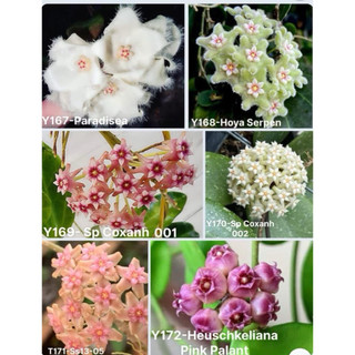 Cây hoa lan cẩm cù mix 10