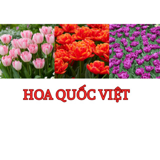  combo 5 củ Tulip KÉP chuẩn Hà Lan 
