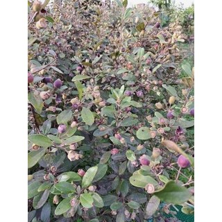 1kg SIM KHÔ RỪNG TÂY BẮC (quả ương)