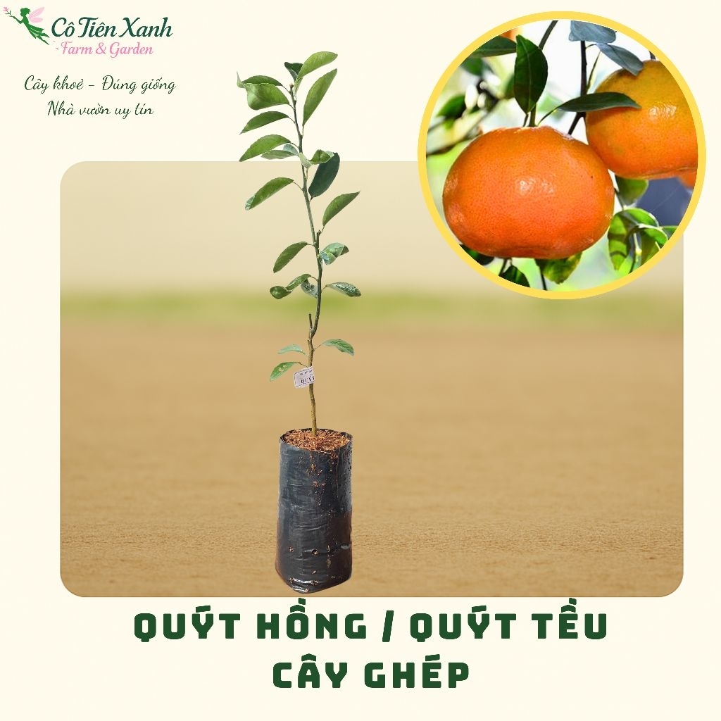 Cây giống quýt hồng / quýt tều - chuẩn giống |Cô tiên xanh FARM&GARDEN|