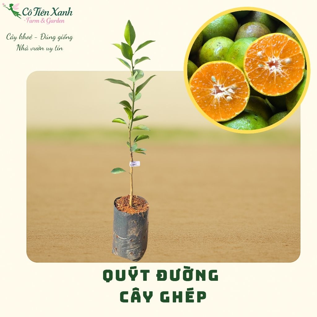 Cây giống Quýt Đường - cho trái quanh năm |Cô tiên xanh FARM&GARDEN|