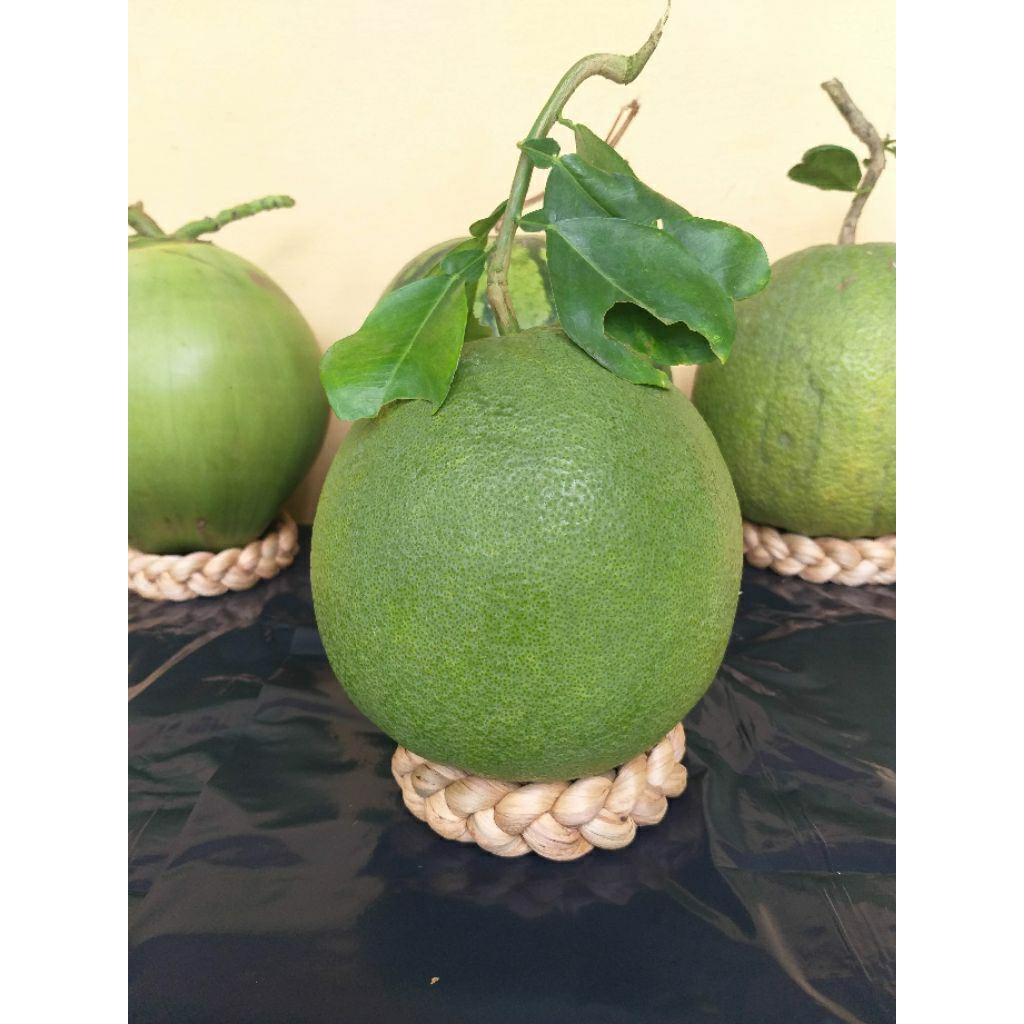 05 Đế Lục Bình Chưng Bưởi/Dưa, Đế Lót Bưởi/Dưa