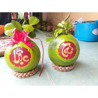 05 Đế Lục Bình Chưng Bưởi/Dưa, Đế Lót Bưởi/Dưa