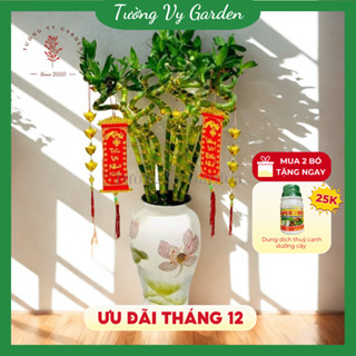  Phát Tài Xoắn Size 60-70cm Cây Phát Tài Đầu Rồng Thủy Sinh Dễ Chăm Thu Hút May Mắn Tài Lộc Cho Gia Chủ 