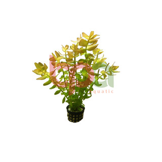 LỆ NHI THỦY SINH - CÂY CẮT CẮM TRỒNG HẬU CẢNH DỄ CHĂM SÓC