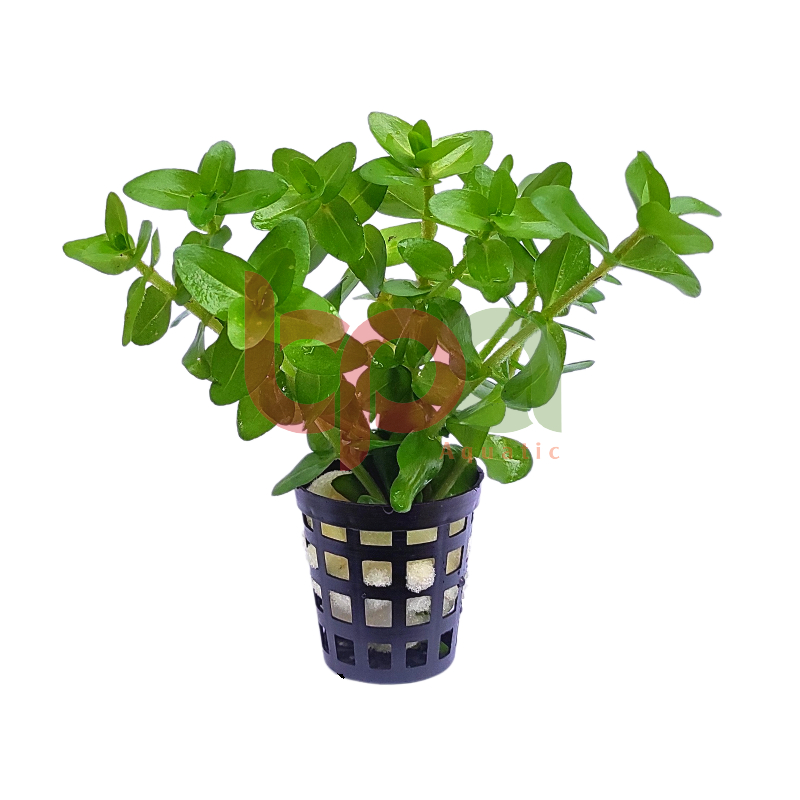LỆ NHI THỦY SINH - CÂY CẮT CẮM TRỒNG HẬU CẢNH DỄ CHĂM SÓC
