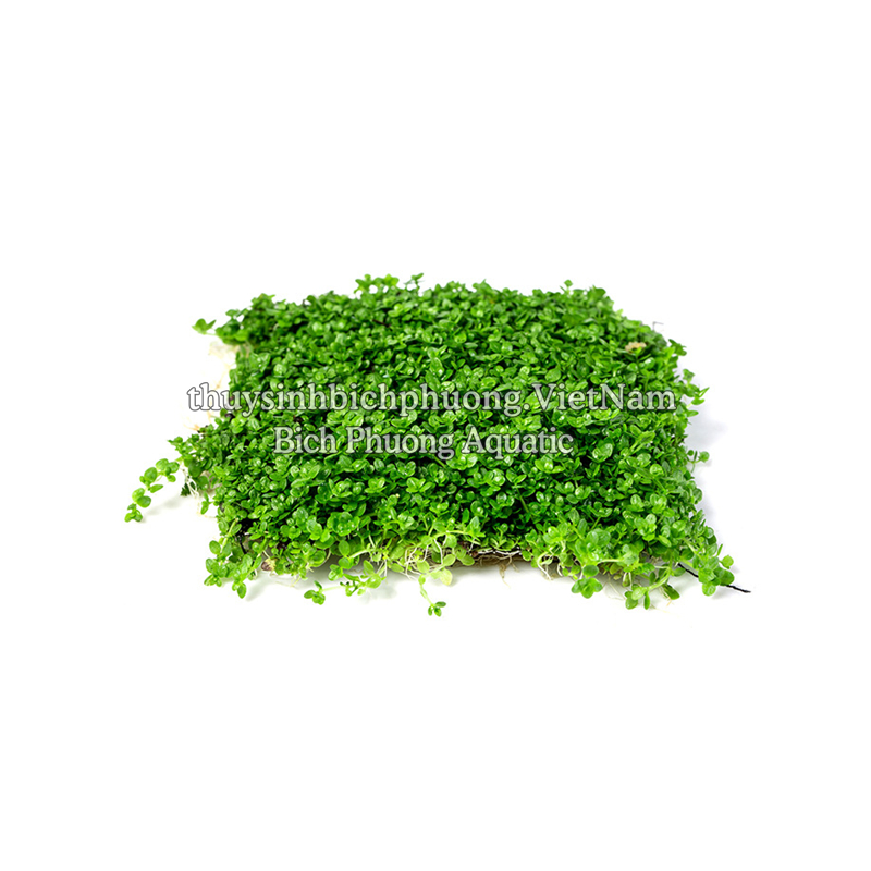TRÂN CHÂU CUBA (Hemianthus callitrichoides ‘Cuba’) – THẢM NỀN XANH MƯỚT, DÁN ĐÁ LŨA CHO HỒ THỦY SINH