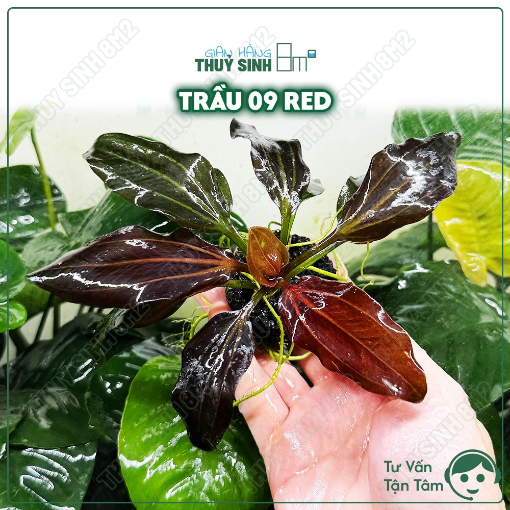 Trầu 09 RED (Echinodorus Iguazu 2009 RED) | Cây Thuỷ Sinh KHÔNG CO2, Cắm Nền | 8m2