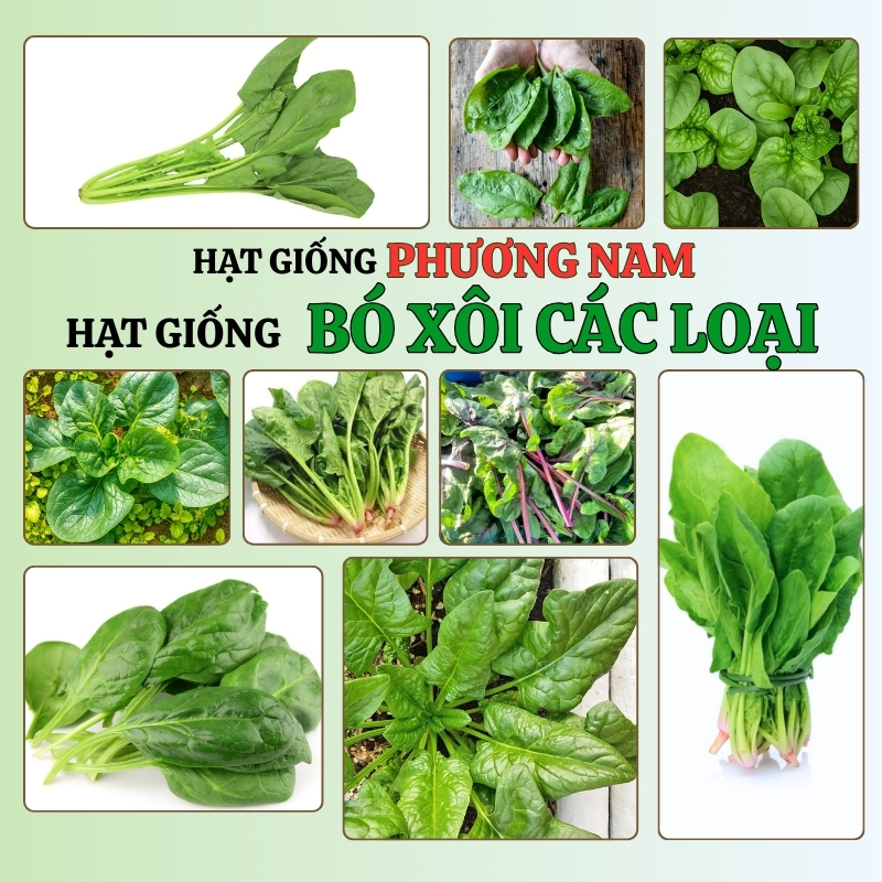5 Gram - Hạt Giống Cải Bó Xôi Phương Nam
