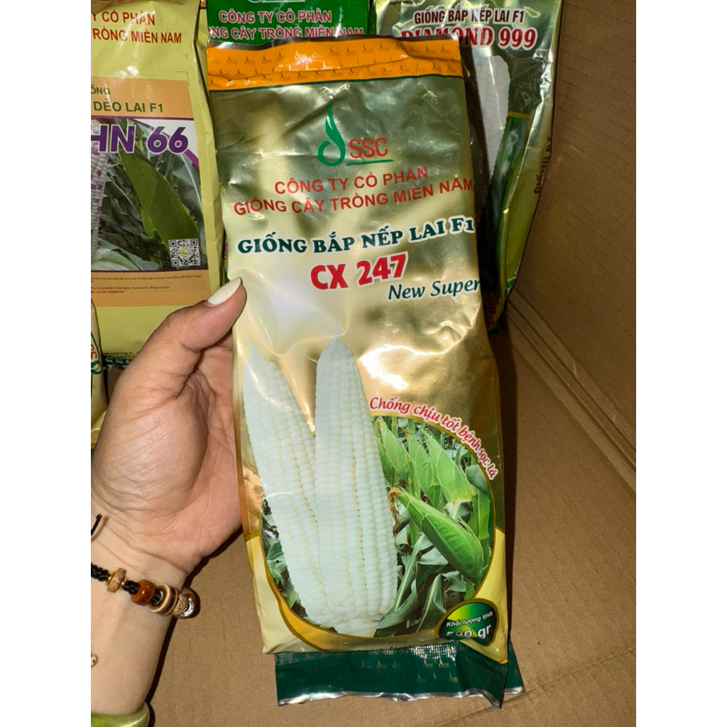 BẮP NẾP LAI F1 CX247 SSC ( gói 500gram)