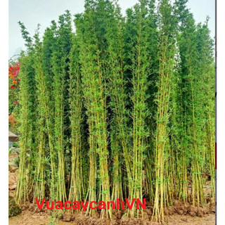 TRÚC QUÂN TỬ, TRÚC TRE 1.7m đến 2m, cây được râm ủ cẩn thận ( Hang loại 1)