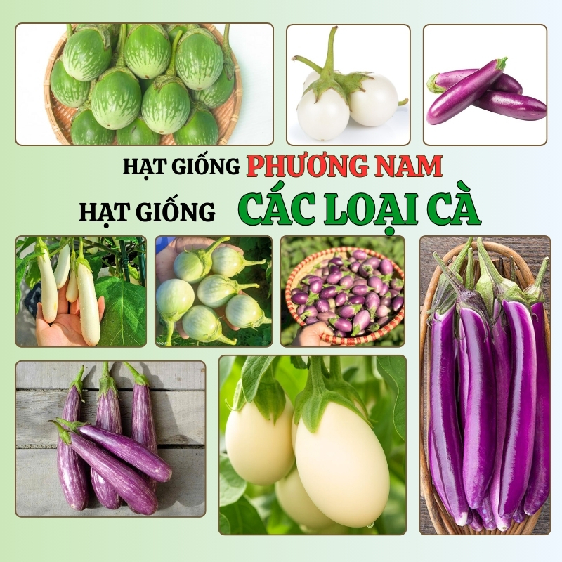 Hạt Giống Các Loại Cà Phương Nam