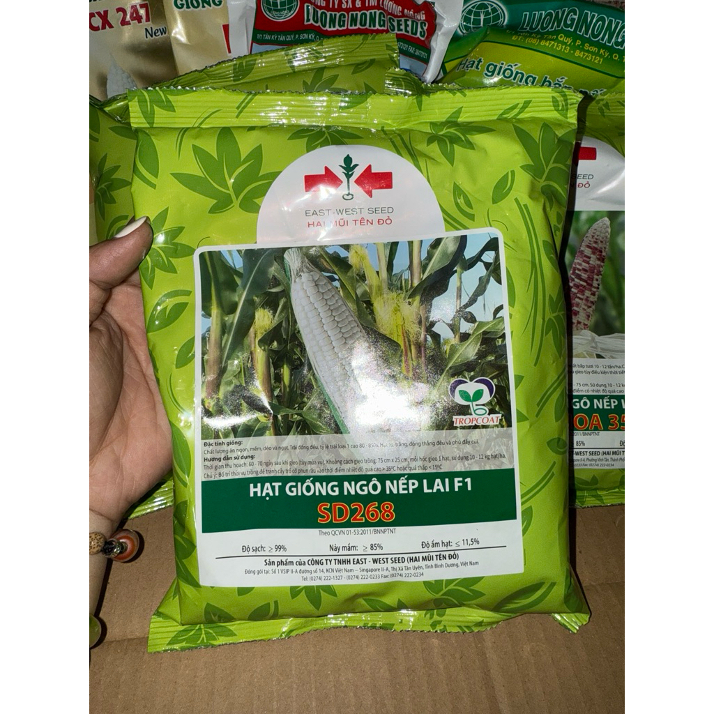 BẮP NẾP LAI F1 SD268- 2MT ( gói 500gram)