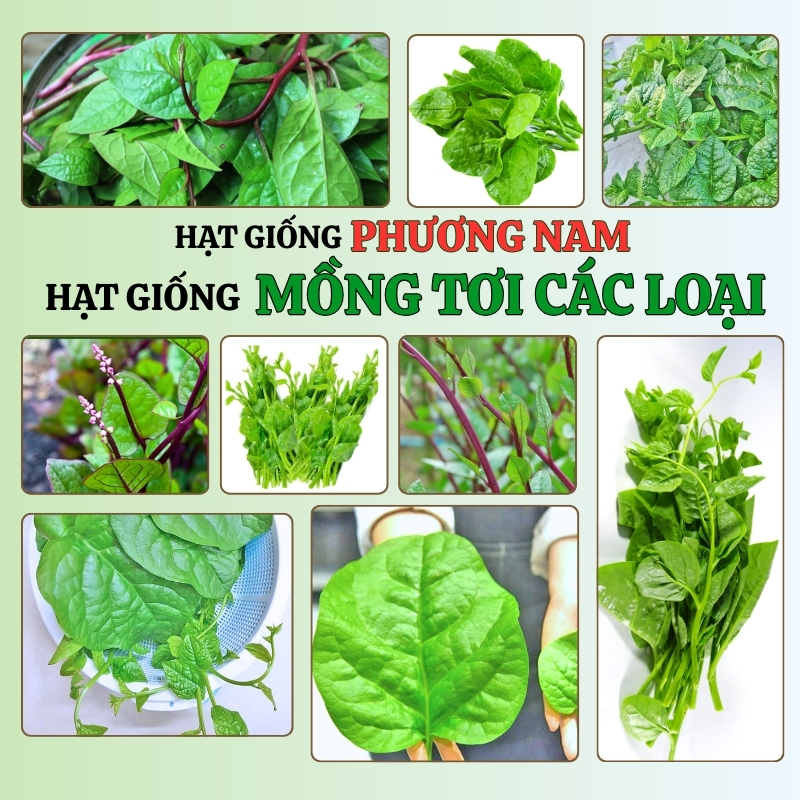 10 Gram - Hạt Giống Mồng Tơi Phương Nam