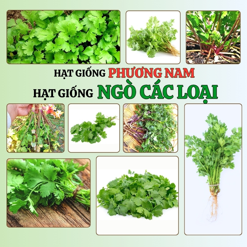 20 Gram - Hạt Giống Ngò (Rau Mùi) Phương Nam