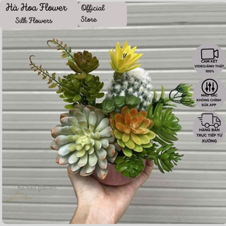  Hoa Sen Đá Xương Rồng Giả 5cm- 27cm Trang Trí Chậu Lan Để Bàn Nhà Cửa - Hà Hoa Flower 