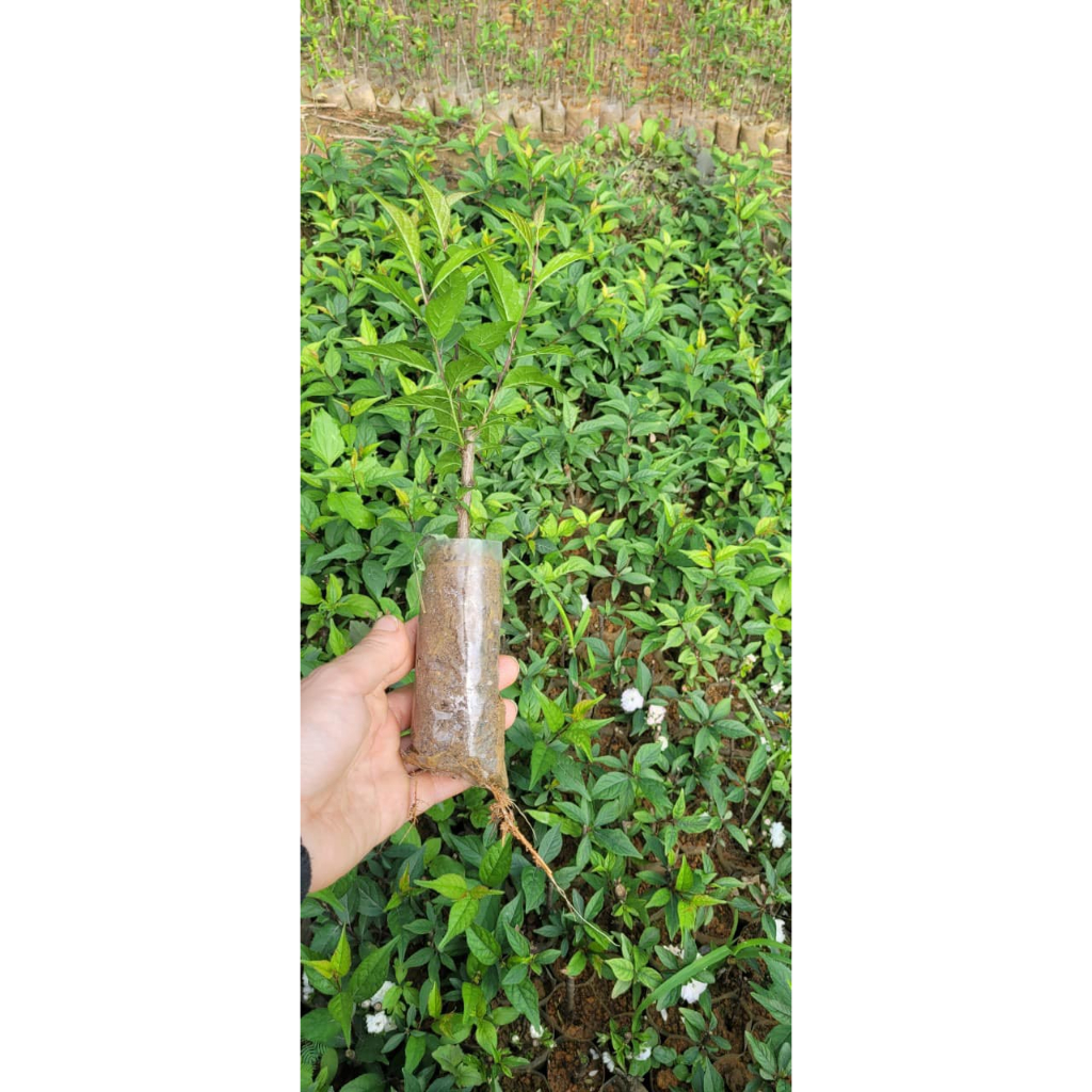 Cây giống nhất chi mai -hoa mai trắng