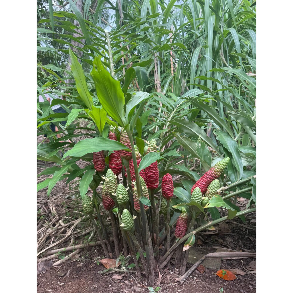 1kg củ gừng gió rừng, gừng gió hoa đỏ (ngải xanh,gừng rừng)