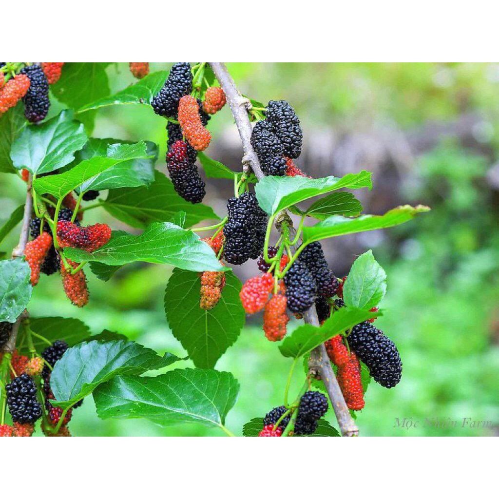 cây dâu tằm( cây giống)