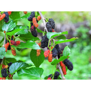 cây dâu tằm( cây giống)