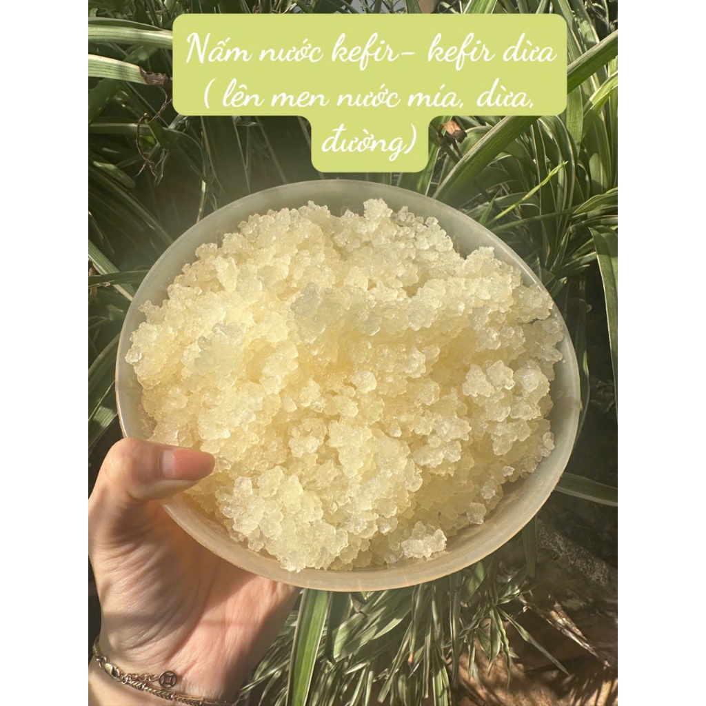 Nấm nước kefir hay gọi là kefir dừa, water kefir lên men nước mía, nước dừa, nước đường