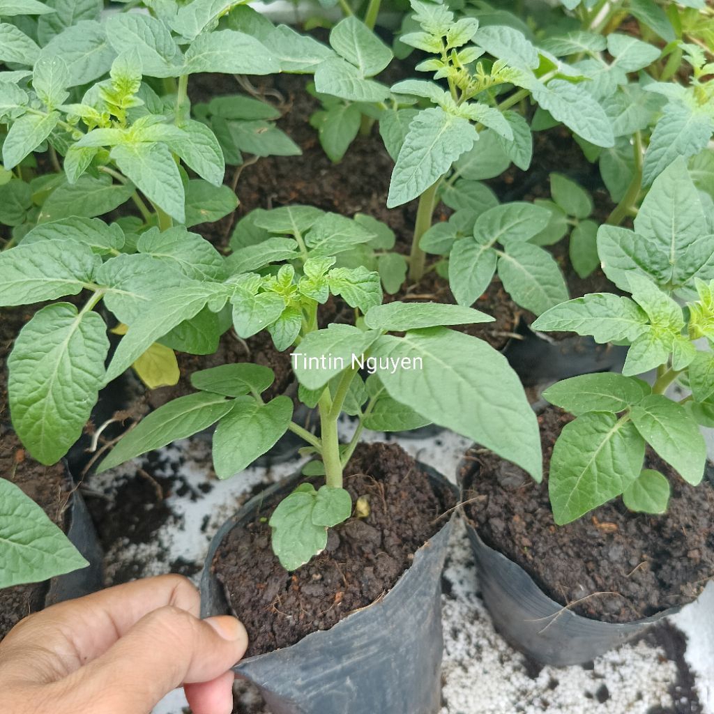 Cây giống cà chua chery anh đào lùn, chỉ giao hoả tốc tp HCM