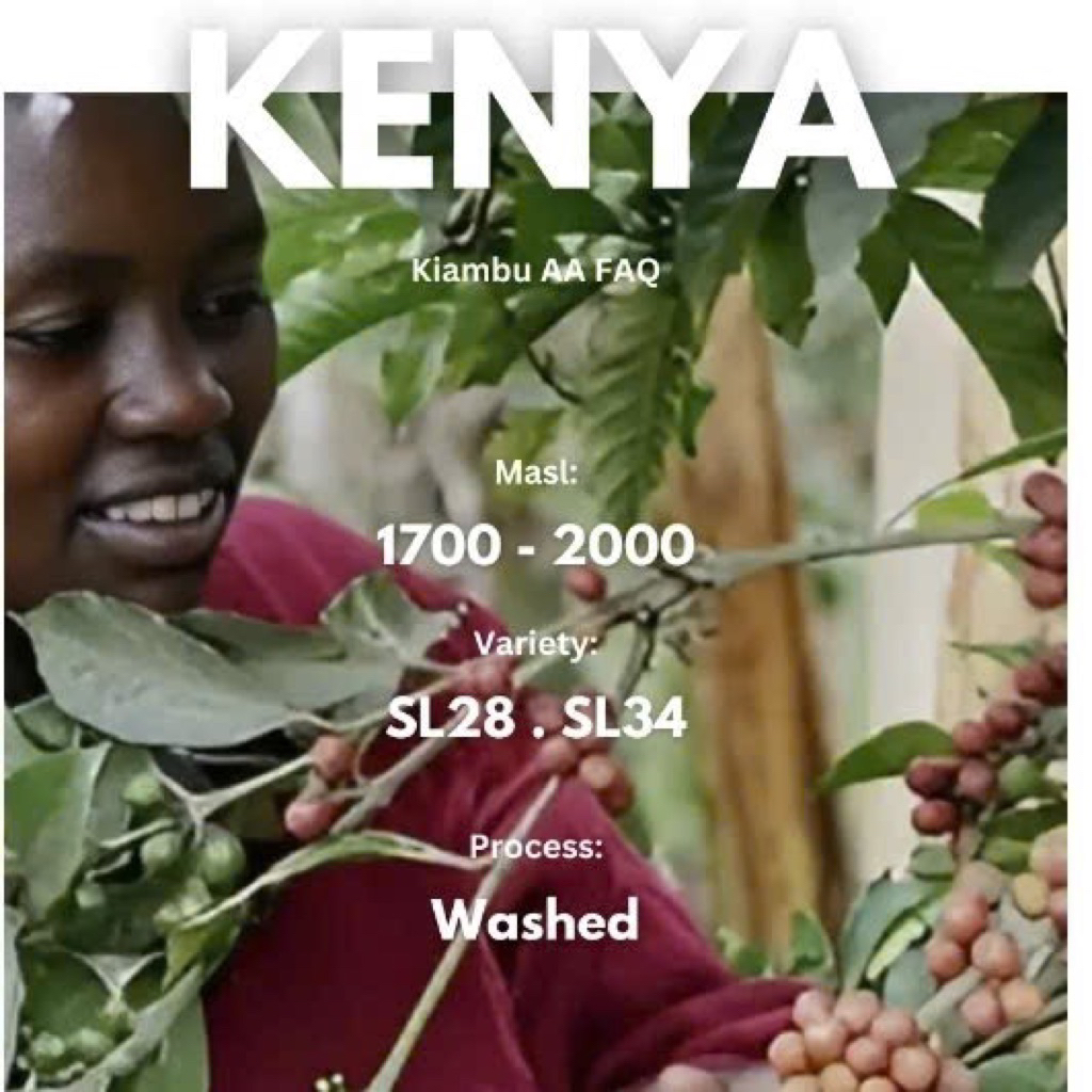 (High Grade) Cà phê hạt Arabica đặc sản Kenya Kiambu AA | Rang sáng vừa | 1857 Coffee Lab & Roastery