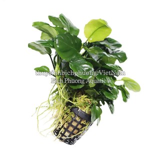 RÁY LÁ TRÒN - NANA DÁN LŨA ĐÁ - CÂY THUỶ SINH DÁN ĐÁ LŨA DỄ CHĂM SÓC
