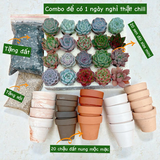 [Chú ý chọn đúng phân loại] Combo 20 Sen Đá Mini + 20 Chậu Đất Nung | Tặng Đất + Sỏi | Cây Tươi Khoẻ, Dễ Trồng