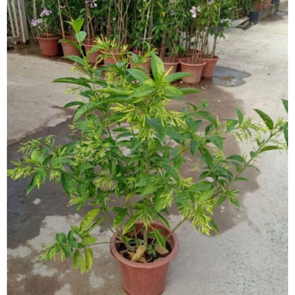 cây dạ lý hương.toả hương về đêm