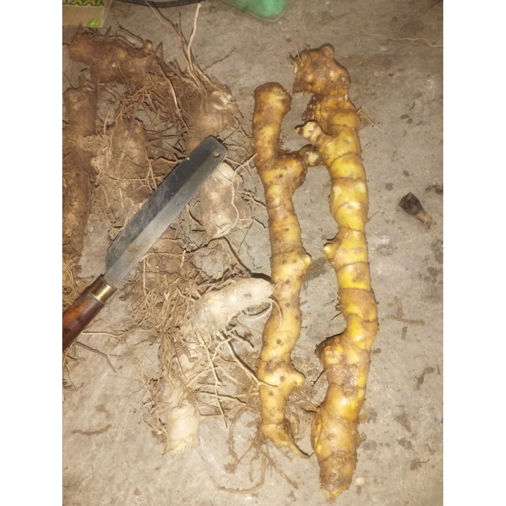 củ cát lồi (mía giò) tươi. có đơn mới lấy