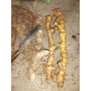 củ cát lồi (mía giò) tươi. có đơn mới lấy