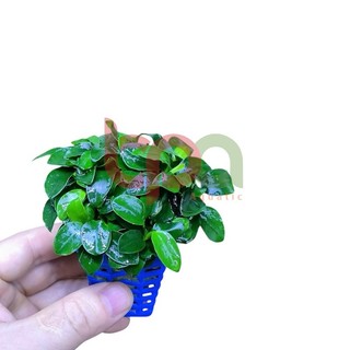NANA PETITE THÁI LÁ NƯỚC NHIỀU NGỌN - TRỒNG ĐÁ DÁN LŨA TRANG TRÍ HỒ THUỶ SINH