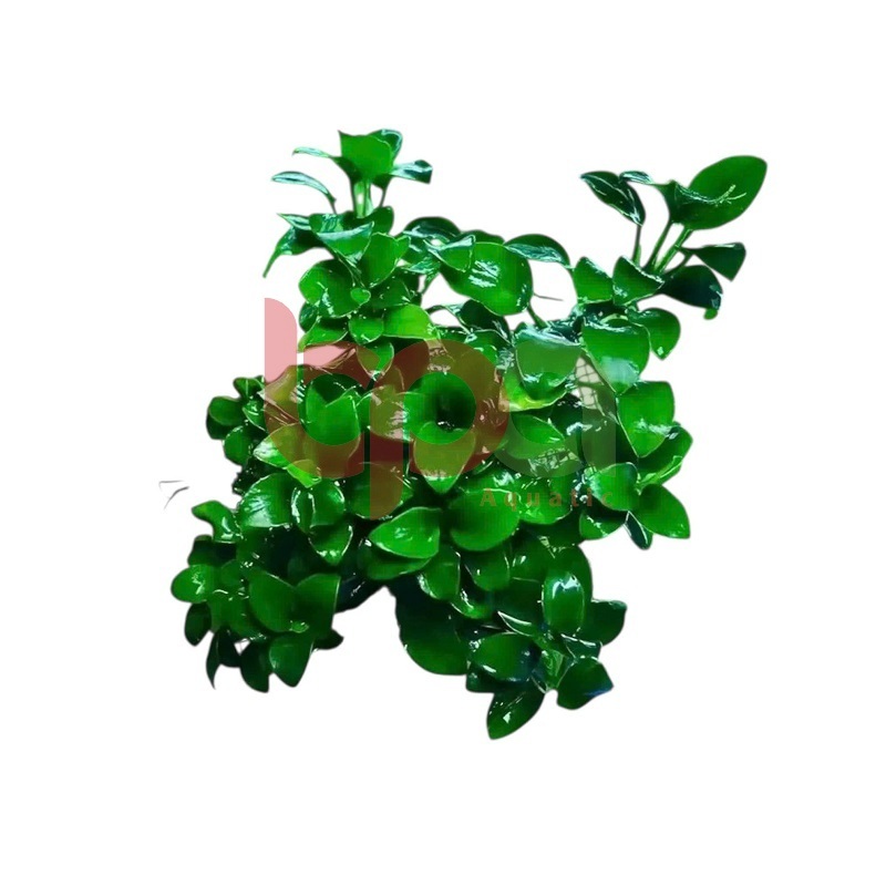 NANA PETITE THÁI LÁ NƯỚC NHIỀU NGỌN - TRỒNG ĐÁ DÁN LŨA TRANG TRÍ HỒ THUỶ SINH
