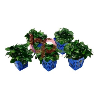 NANA PETITE THÁI LÁ NƯỚC NHIỀU NGỌN - TRỒNG ĐÁ DÁN LŨA TRANG TRÍ HỒ THUỶ SINH