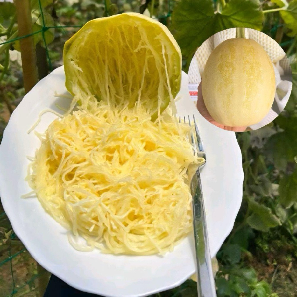 (1 quả 1.5kg) BÍ SỢI MÌ ĐÀ LẠT- HOMES'S FARM ĐÀ LẠT